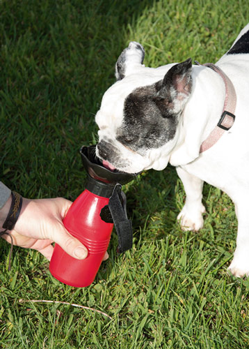 Starlyf Doggy Bottle | Borraccia portatile per cani